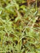 biospotrebitel.sk Ambrozia