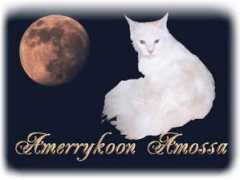 amerrykoon.com Amossa