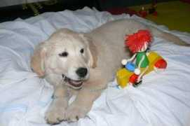 siriustrebic.cz Anabet