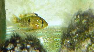 tsamisaquarium.gr Anapar