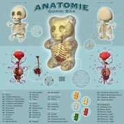 feeder.ro Anatomie