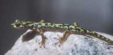 users.dickinson.edu Aneide