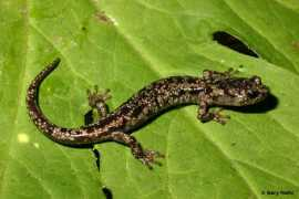 californiaherps.com Aneide