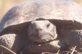 users.dickinson.edu Aneide