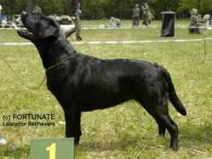 labrador-retriever.cz Angalee