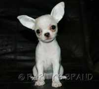 chihua-fila-rarity.com Angelice
