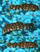 badmanstropicalfish.com Angelicus