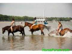 horseforum.com Angielee