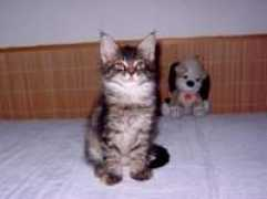 maine-coon.cz Anifer