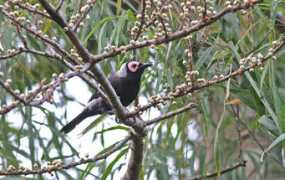 orientalbirdimages.org Aningalan