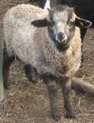 bideaweefarm.com Anjelita