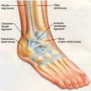 Ankle