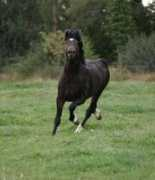 gwynfaes.co.uk Annest