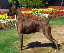 encoreboxers.com Anomar