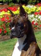 encoreboxers.com Anomar