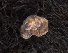 asturnatura.com Anomia