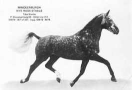 gelderlanderhorse.nl Anory