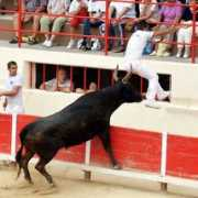 coursecamarguaise.midiblogs.com Antenor