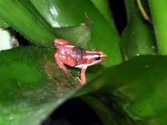 reptarium.cz Anthonyi
