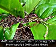 exoticrainforest.com Anthur