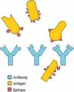 Antigen