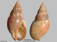 Antioca