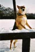 Anule