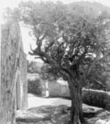 Aoratos