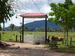 Apiau