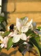 Appletree