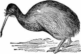 etc.usf.edu Apteryx
