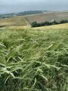Arable