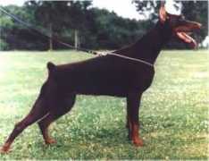 Aracelli