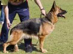jalex.info Arances