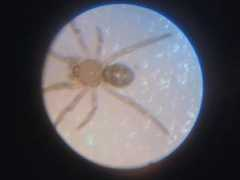 blogs.strat-cons.com Aranita