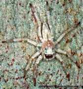 salticidae.org Arasia