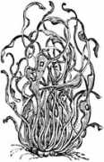 Archil