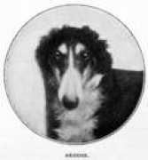borzoicentral.com Argoss