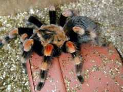siamreptile.com Ariant