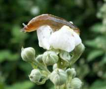 askorganic.co.uk Ariona