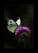 galeriafoto.com Aripi