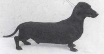 dachshund-land.ru Arisca