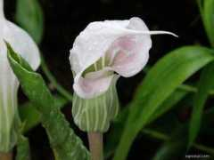 ogrod-pl.com Arisema