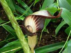 ogrod-pl.com Arisema