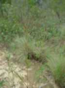 Aristida
