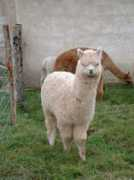 alpacaoffrance.com Arkantos