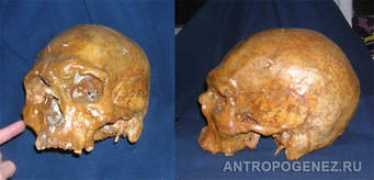 antropogenez.ru Armyanin
