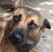 animalstaiwan.org Arnina