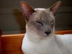 scarlettini.nl Aroena