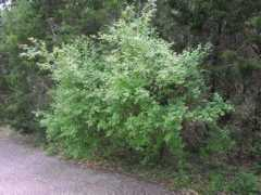 bio.utexas.edu Aromatica